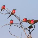 vogels in een boom