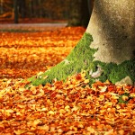 boomstam herfst